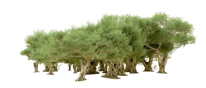 Green forest isolated on background. 3d rendering - illustration png