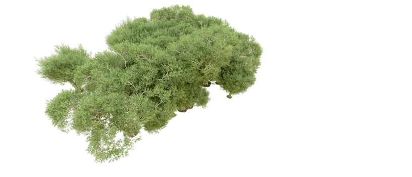 Green forest isolated on background. 3d rendering - illustration png