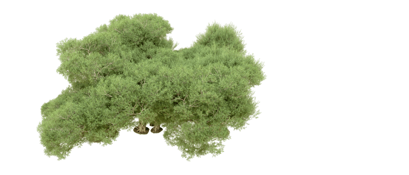 Green forest isolated on background. 3d rendering - illustration png