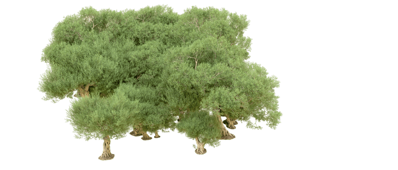 Green forest isolated on background. 3d rendering - illustration png