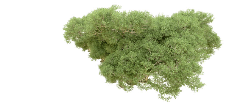 Green forest isolated on background. 3d rendering - illustration png