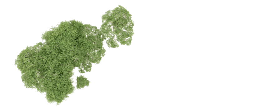 Green forest isolated on background. 3d rendering - illustration png