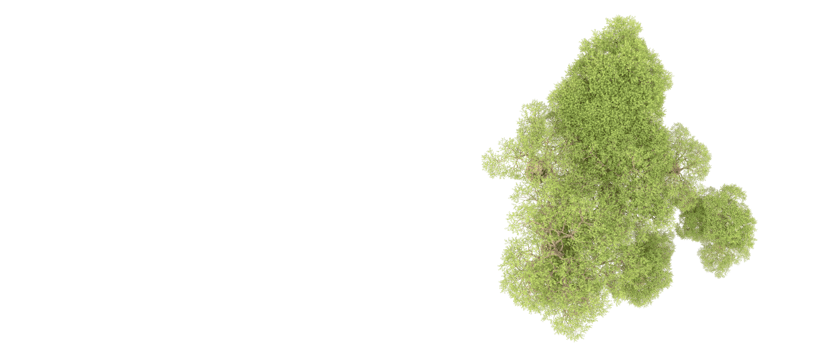 Green forest isolated on background. 3d rendering - illustration png
