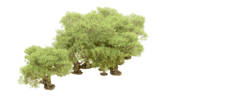 Green forest isolated on background. 3d rendering - illustration png