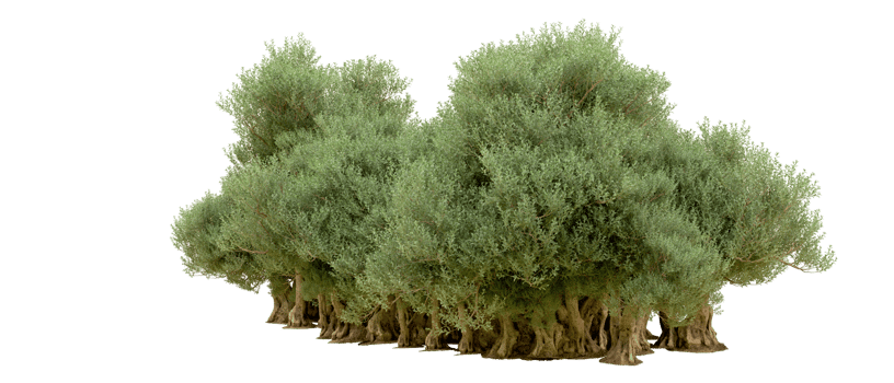 Green forest isolated on background. 3d rendering - illustration png
