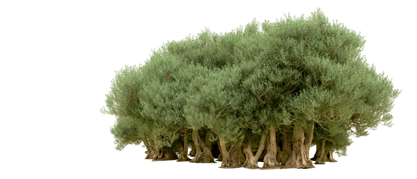 Green forest isolated on background. 3d rendering - illustration png