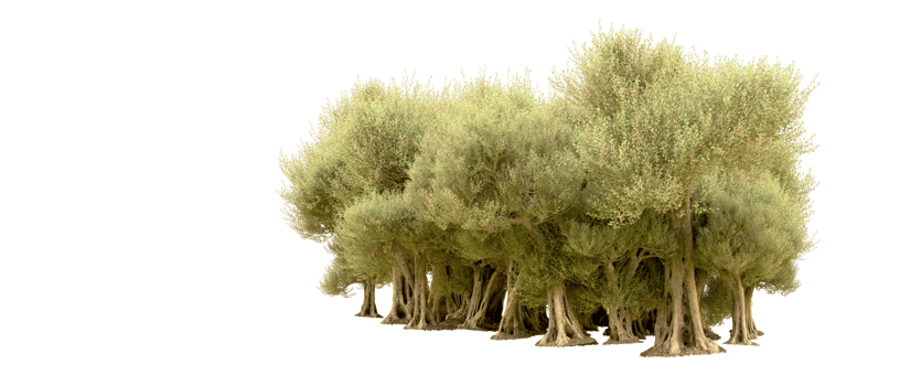 Green forest isolated on background. 3d rendering - illustration png