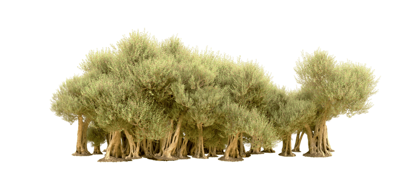 Green forest isolated on background. 3d rendering - illustration png