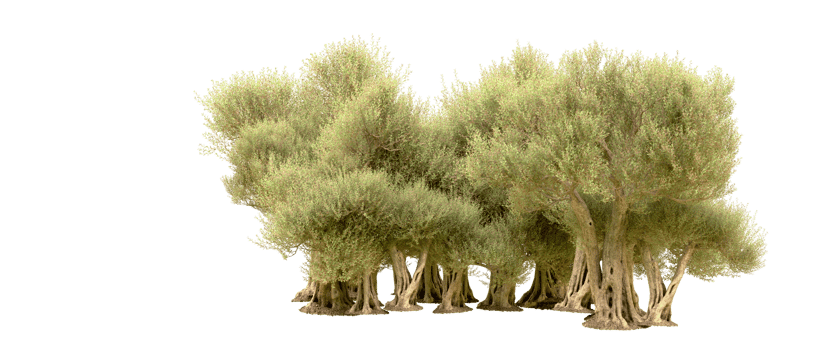 Green forest isolated on background. 3d rendering - illustration png