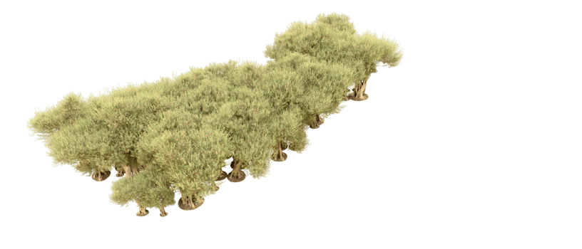 Green forest isolated on background. 3d rendering - illustration png
