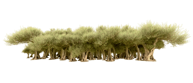 Green forest isolated on background. 3d rendering - illustration png