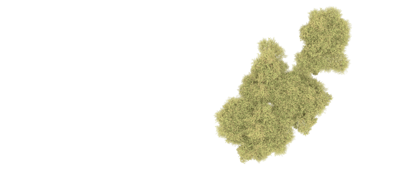 Green forest isolated on background. 3d rendering - illustration png