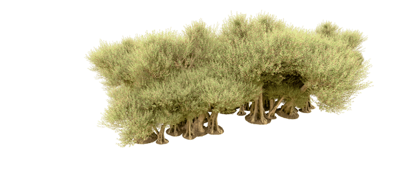Green forest isolated on background. 3d rendering - illustration png