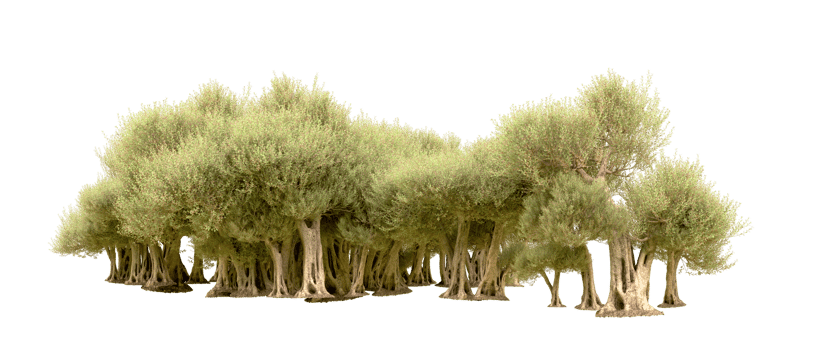 Green forest isolated on background. 3d rendering - illustration png