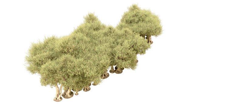 Green forest isolated on background. 3d rendering - illustration png