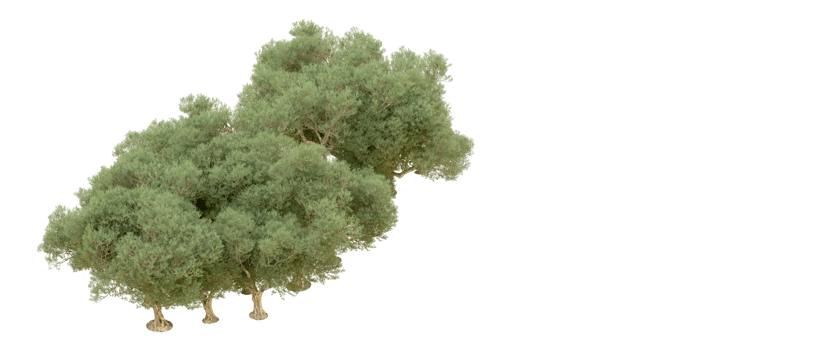 Green forest isolated on background. 3d rendering - illustration png