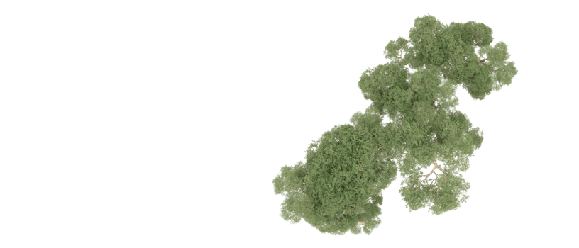 Green forest isolated on background. 3d rendering - illustration png