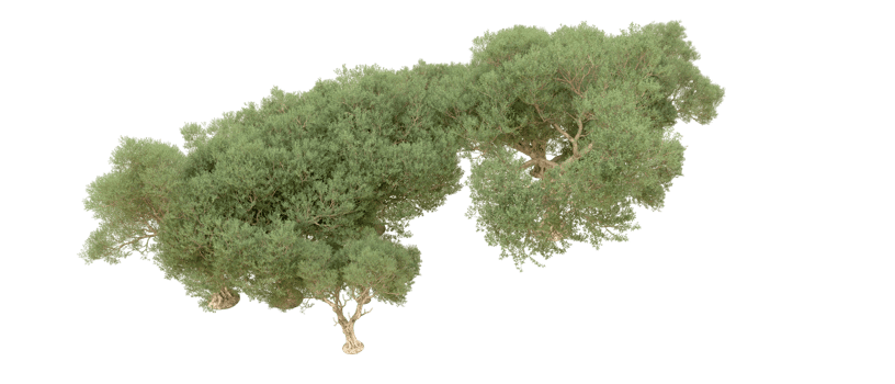 Green forest isolated on background. 3d rendering - illustration png