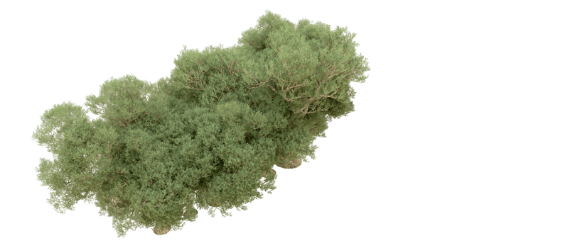 Green forest isolated on background. 3d rendering - illustration png