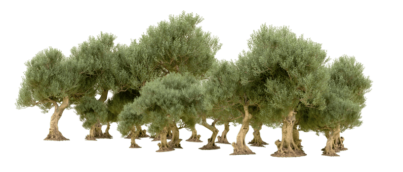 Green forest isolated on background. 3d rendering - illustration png