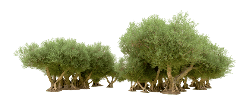 Green forest isolated on background. 3d rendering - illustration png