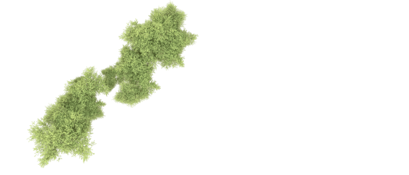 Green forest isolated on background. 3d rendering - illustration png