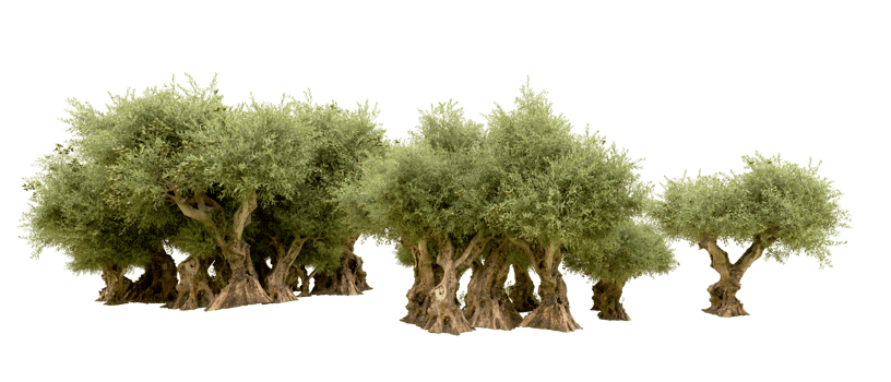 Green forest isolated on background. 3d rendering - illustration png