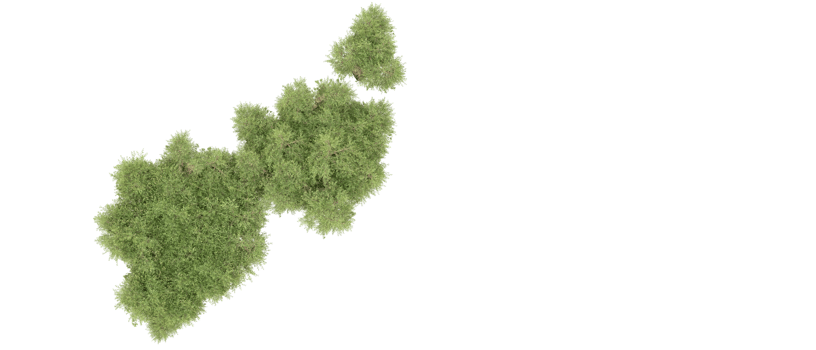 Green forest isolated on background. 3d rendering - illustration png