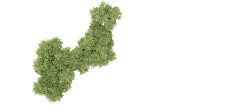 Green forest isolated on background. 3d rendering - illustration png