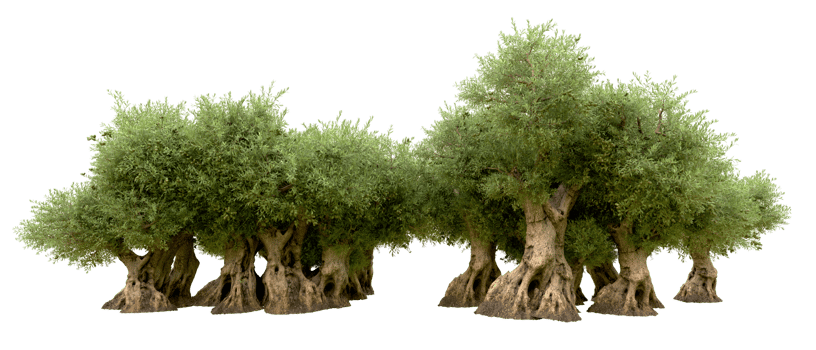 Green forest isolated on background. 3d rendering - illustration png