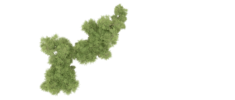 Green forest isolated on background. 3d rendering - illustration png