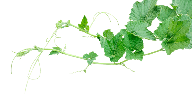 a vine with leaves  on a transparent background, Green gourd tips and leaves, pumpkin leaves png