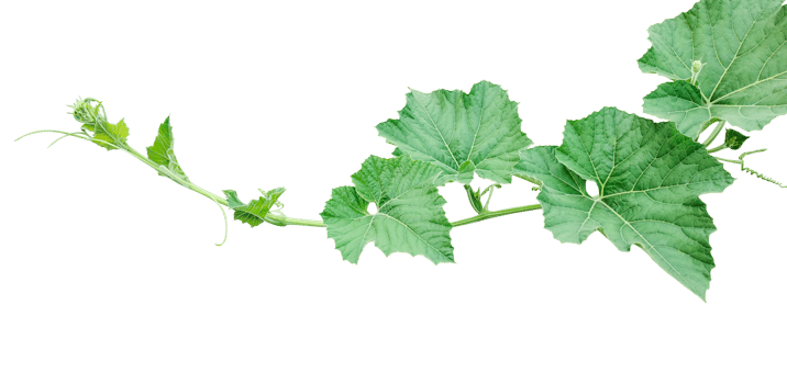 a vine with leaves  on a transparent background, Green gourd tips and leaves, pumpkin leaves png