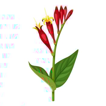 vector illustration, Spigelia marilandica , Indian pink or forest pinkroot, isolated on white background.