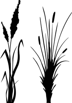 Image of a monochrome reed,grass or bulrush on a white background.Isolated vector drawing.Black grass graphic silhouette.