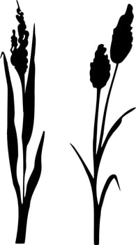 Image of a monochrome reed,grass or bulrush on a white background.Isolated vector drawing.Black grass graphic silhouette.