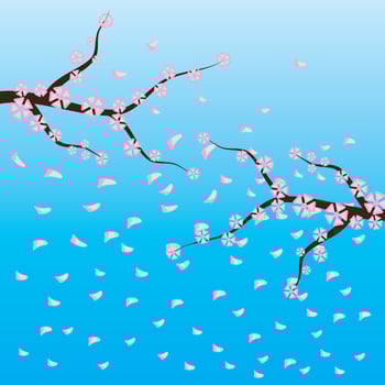 Cherry blossoms, spring flower garden vector illustration on blue background ,Japanese sakura flowers