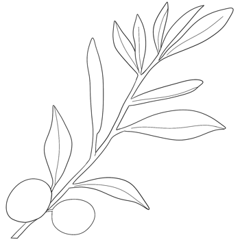 Sketch olive branch with leaves. Monochrome outline olive branches png