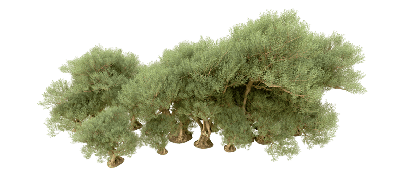 Green forest isolated on background. 3d rendering - illustration png