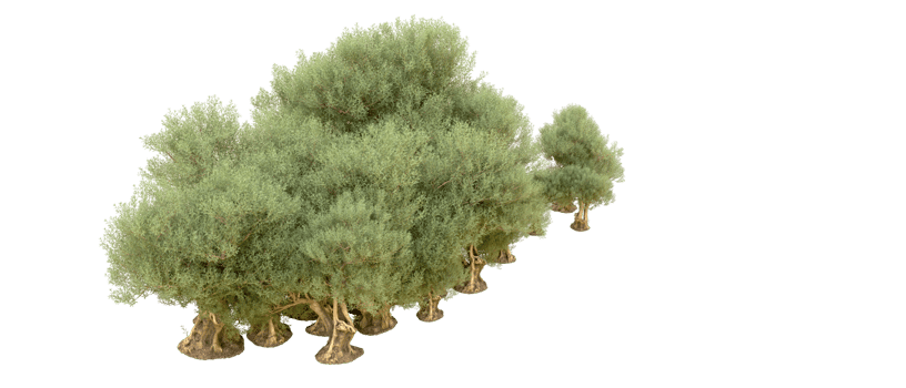 Green forest isolated on background. 3d rendering - illustration png