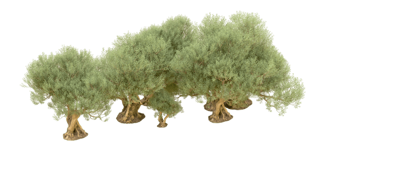 Green forest isolated on background. 3d rendering - illustration png