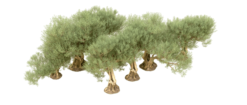 Green forest isolated on background. 3d rendering - illustration png