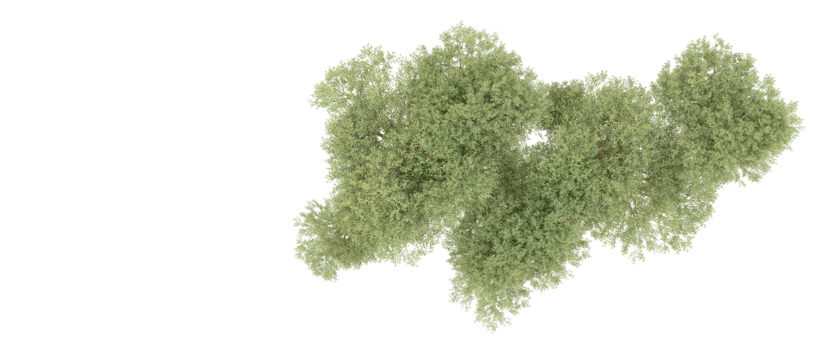 Green forest isolated on background. 3d rendering - illustration png
