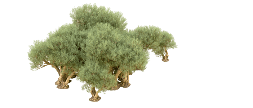 Green forest isolated on background. 3d rendering - illustration png