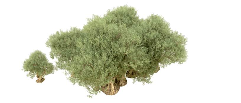Green forest isolated on background. 3d rendering - illustration png