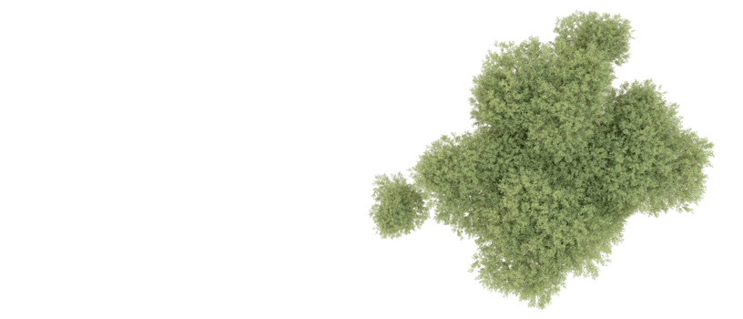 Green forest isolated on background. 3d rendering - illustration png