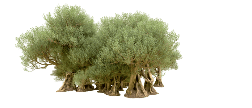 Green forest isolated on background. 3d rendering - illustration png