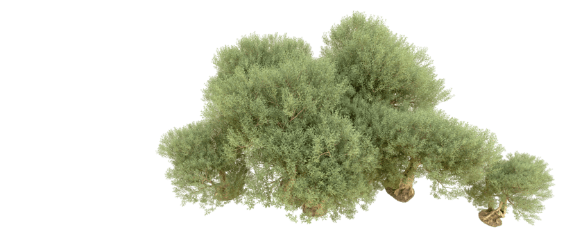 Green forest isolated on background. 3d rendering - illustration png