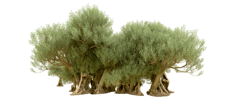 Green forest isolated on background. 3d rendering - illustration png