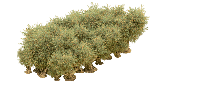 Green forest isolated on background. 3d rendering - illustration png
